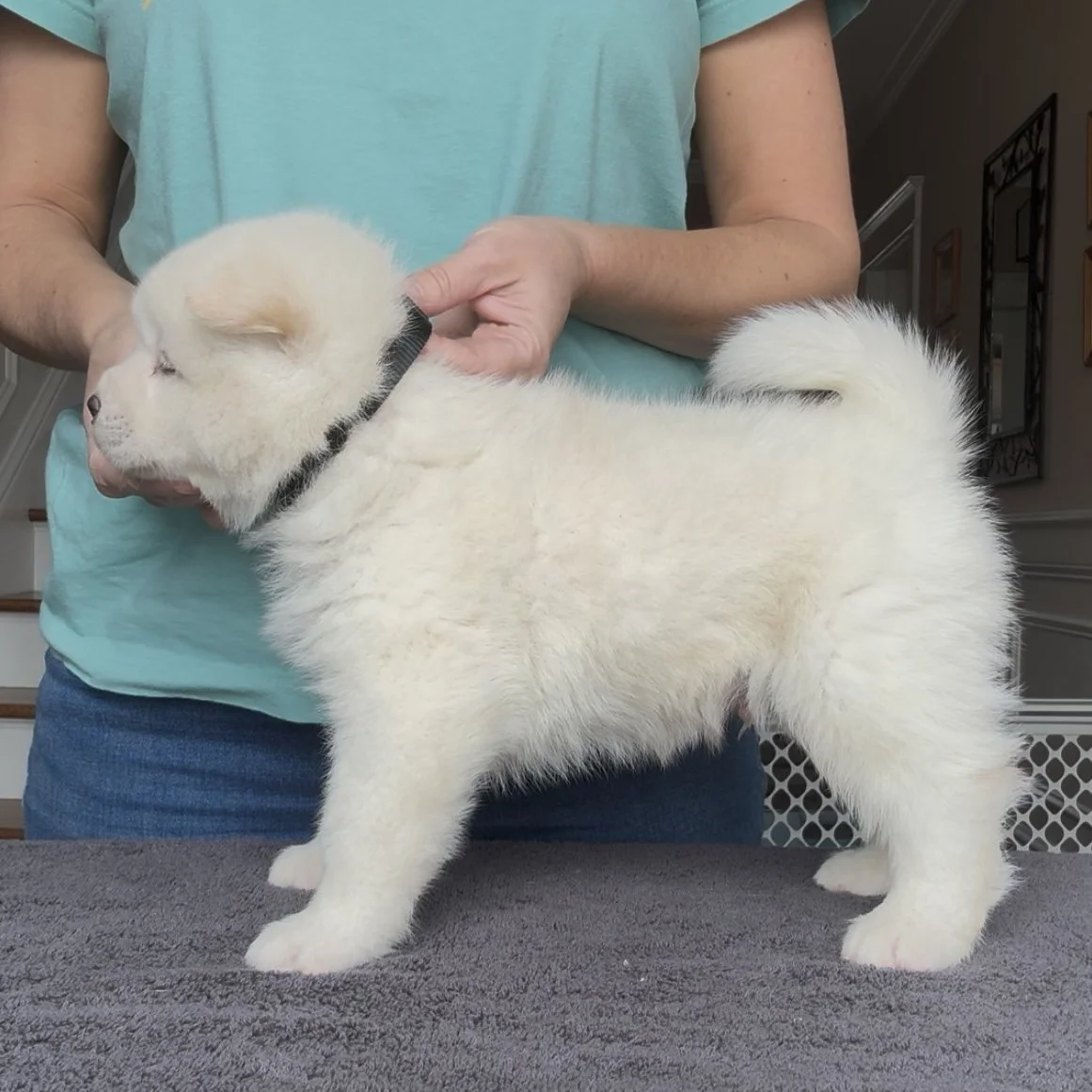 Boy Black Collar - 4 weeks old. Reserved Brandy
