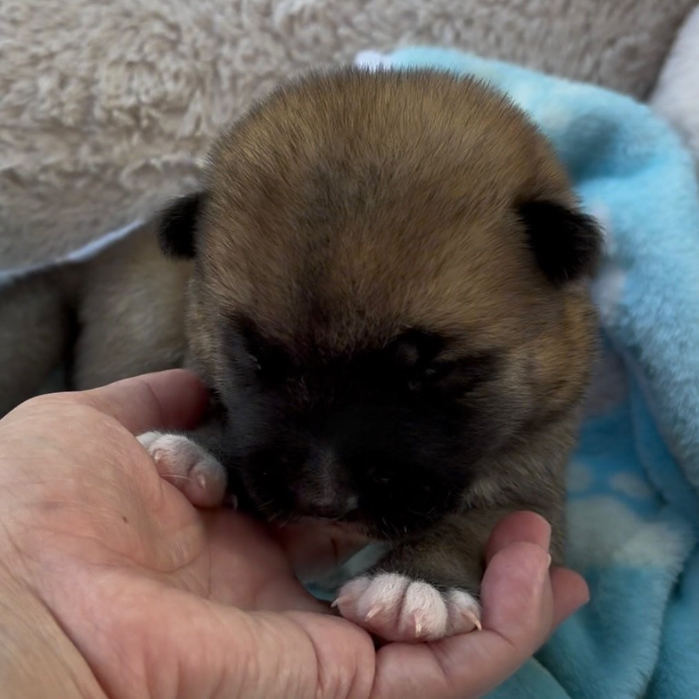 Boy - 2 weeks