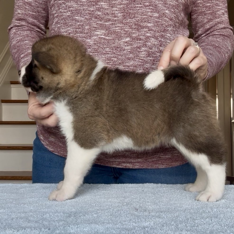 Girl 4 - 5 weeks old