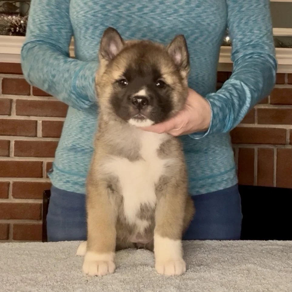 Girl 3 - 7 weeks old