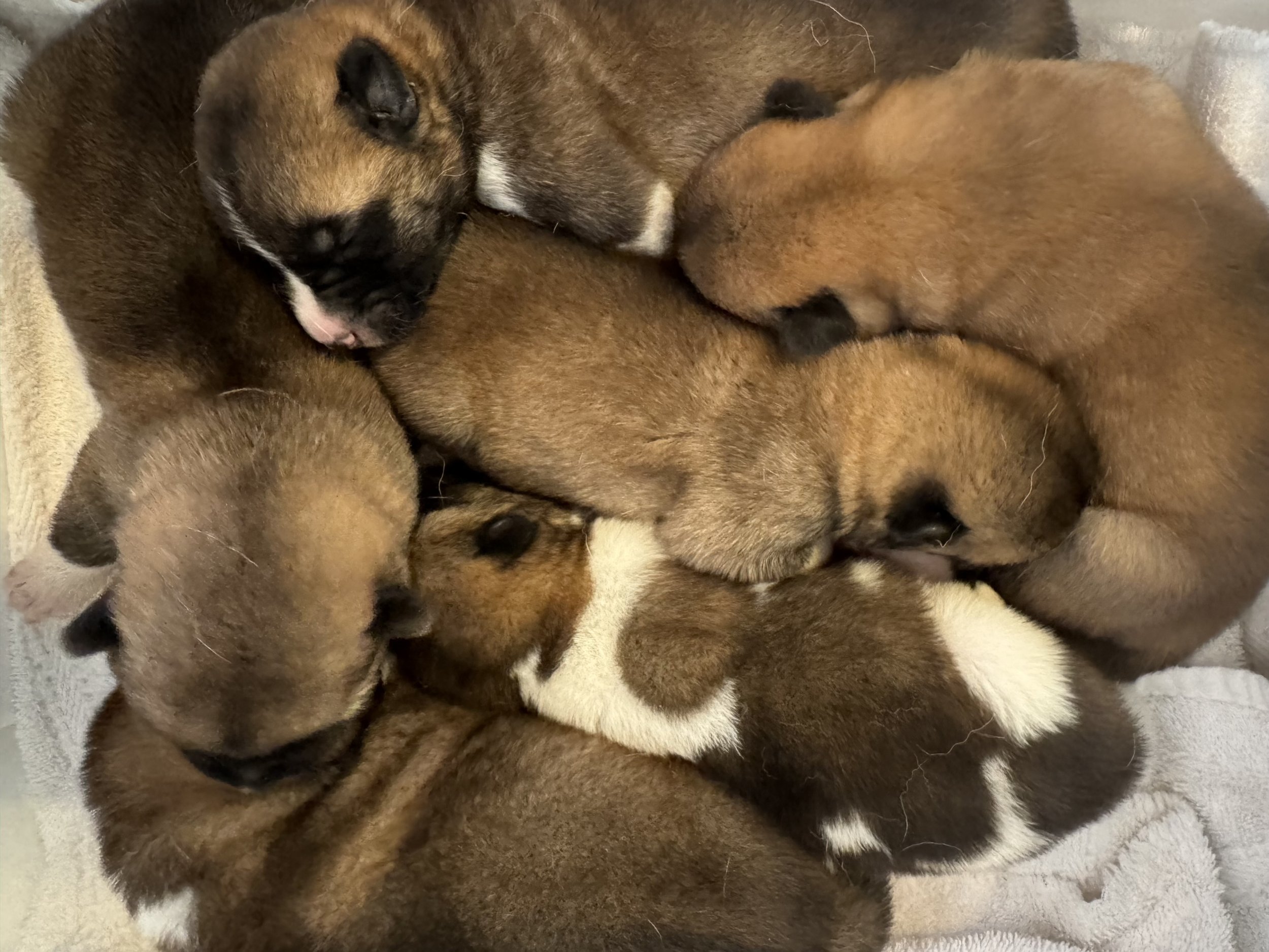 2 days old