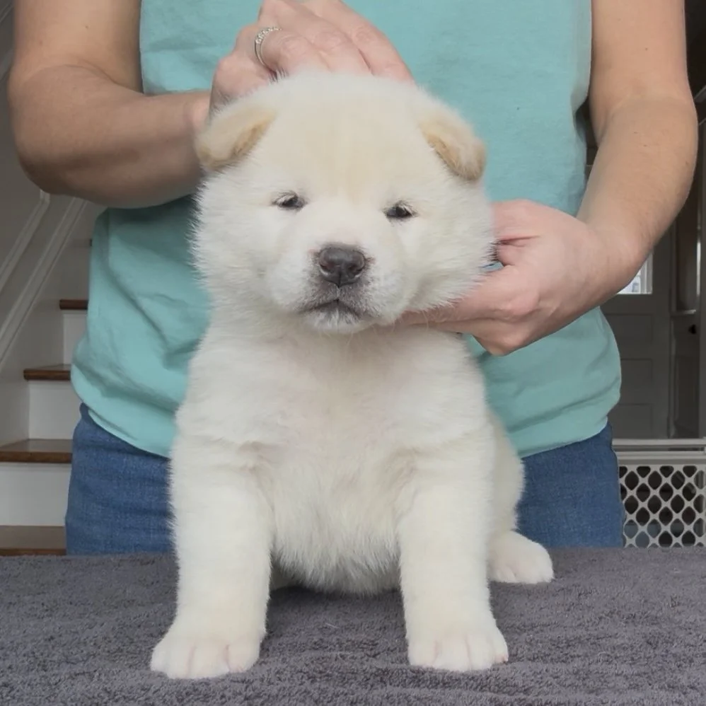 Girl Silver Collar - 4 weeks old. Available for our Guardian home program