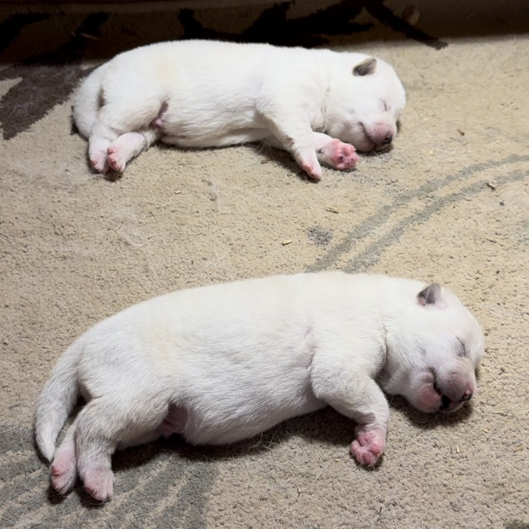 1 week old