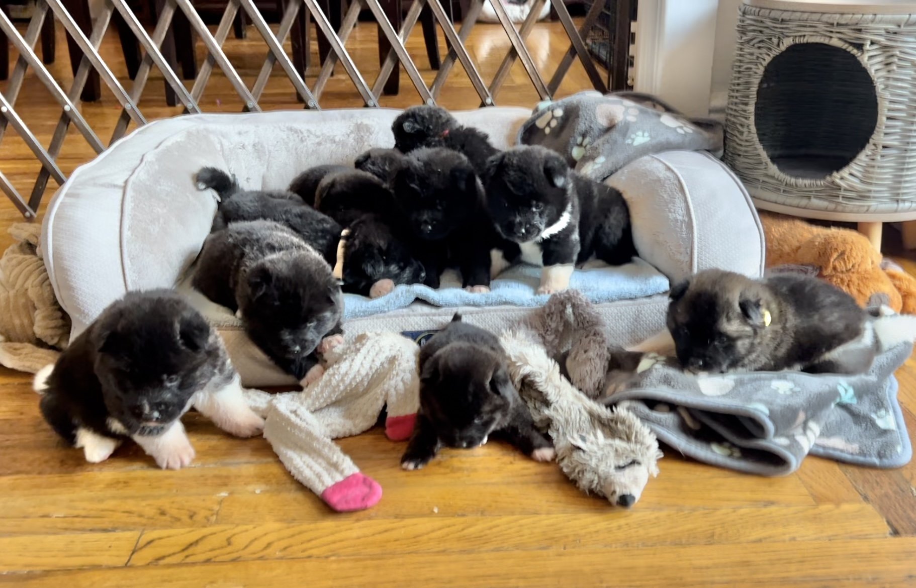 4 weeks old