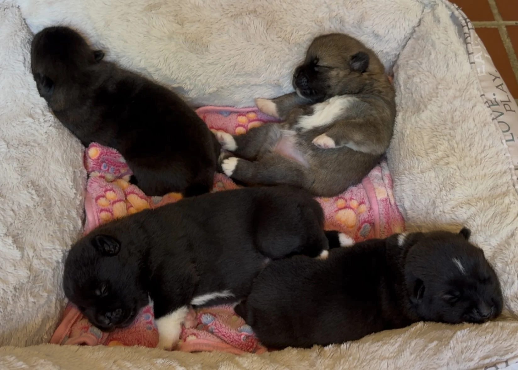 Girls - 2 weeks old