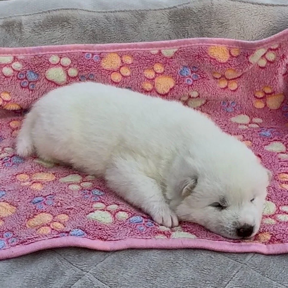 Girl 4 - 2 weeks old