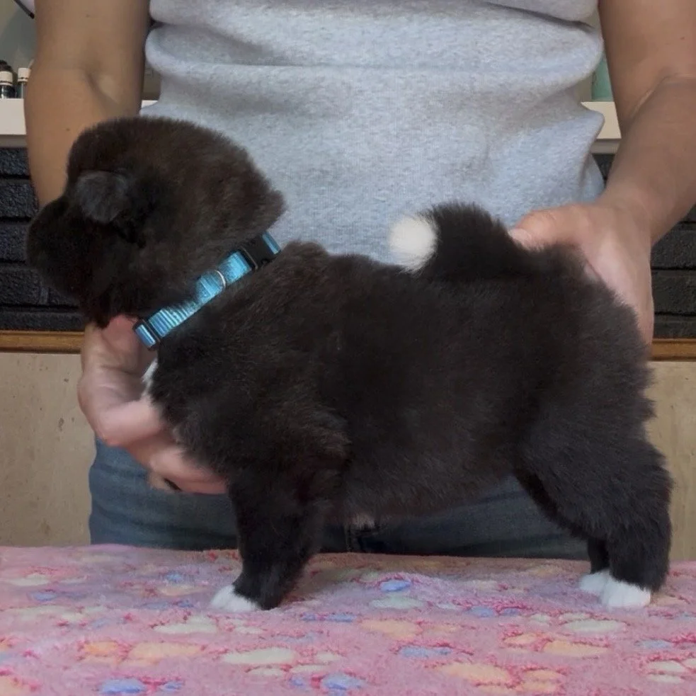 Girl 2 Teal collar - 3 weeks old