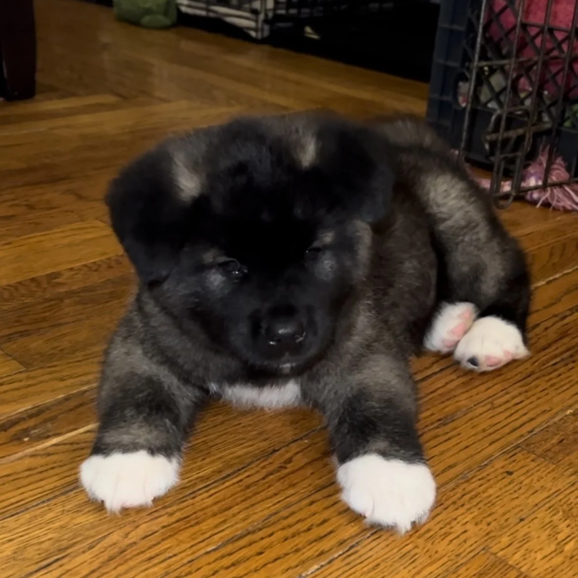 Dad - Cash, as a pup