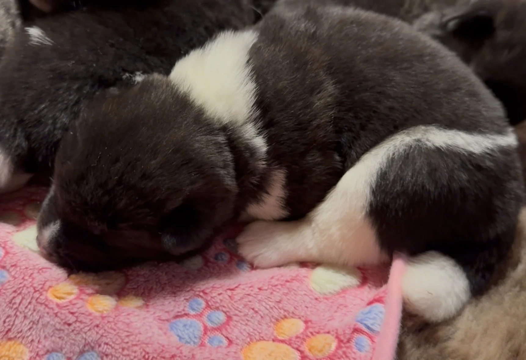 Girls 2 weeks old