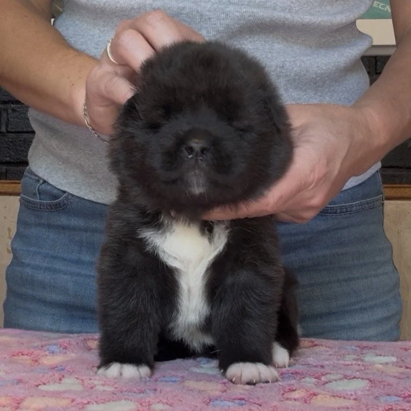 Girl 2 Teal collar - 3 weeks old