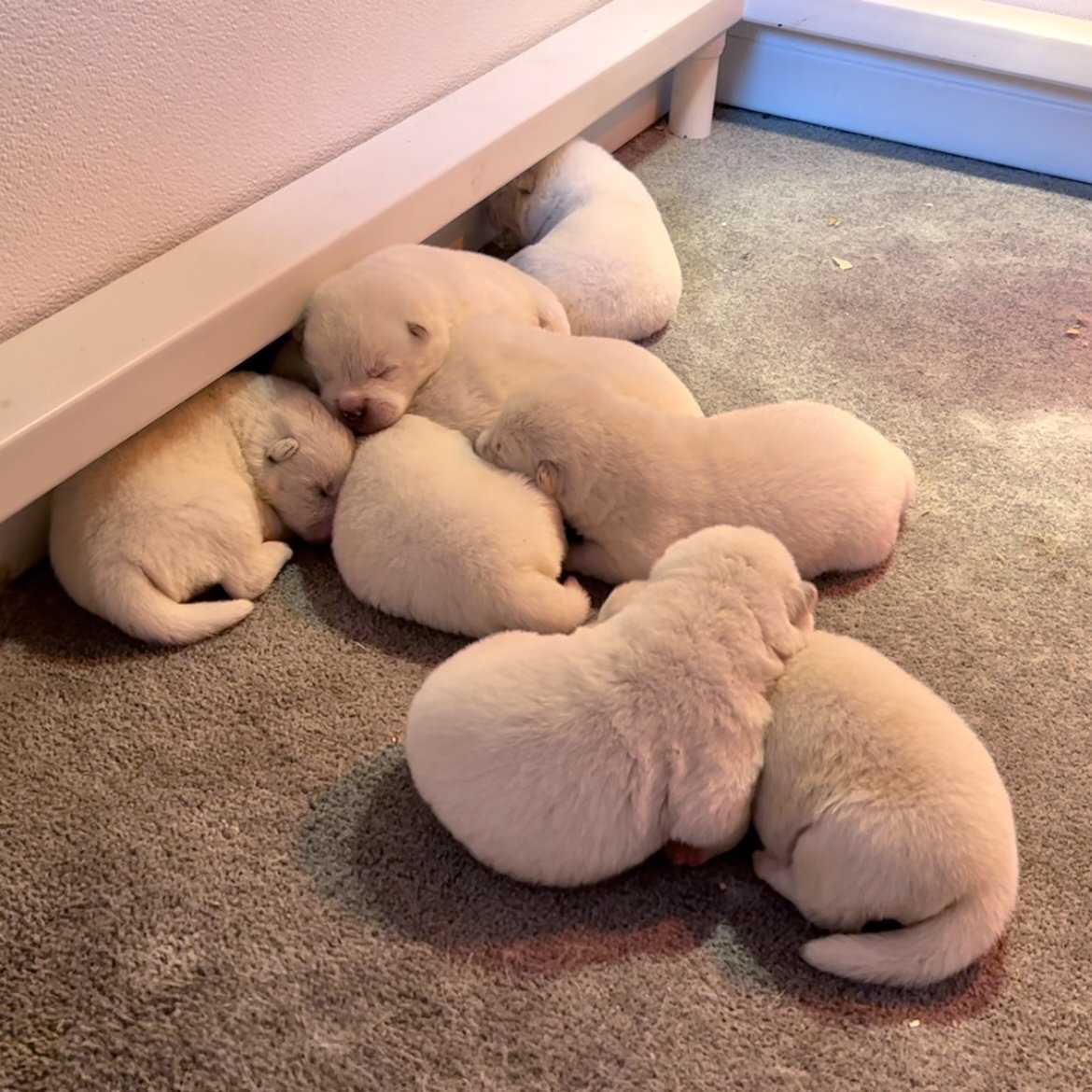 1 week old