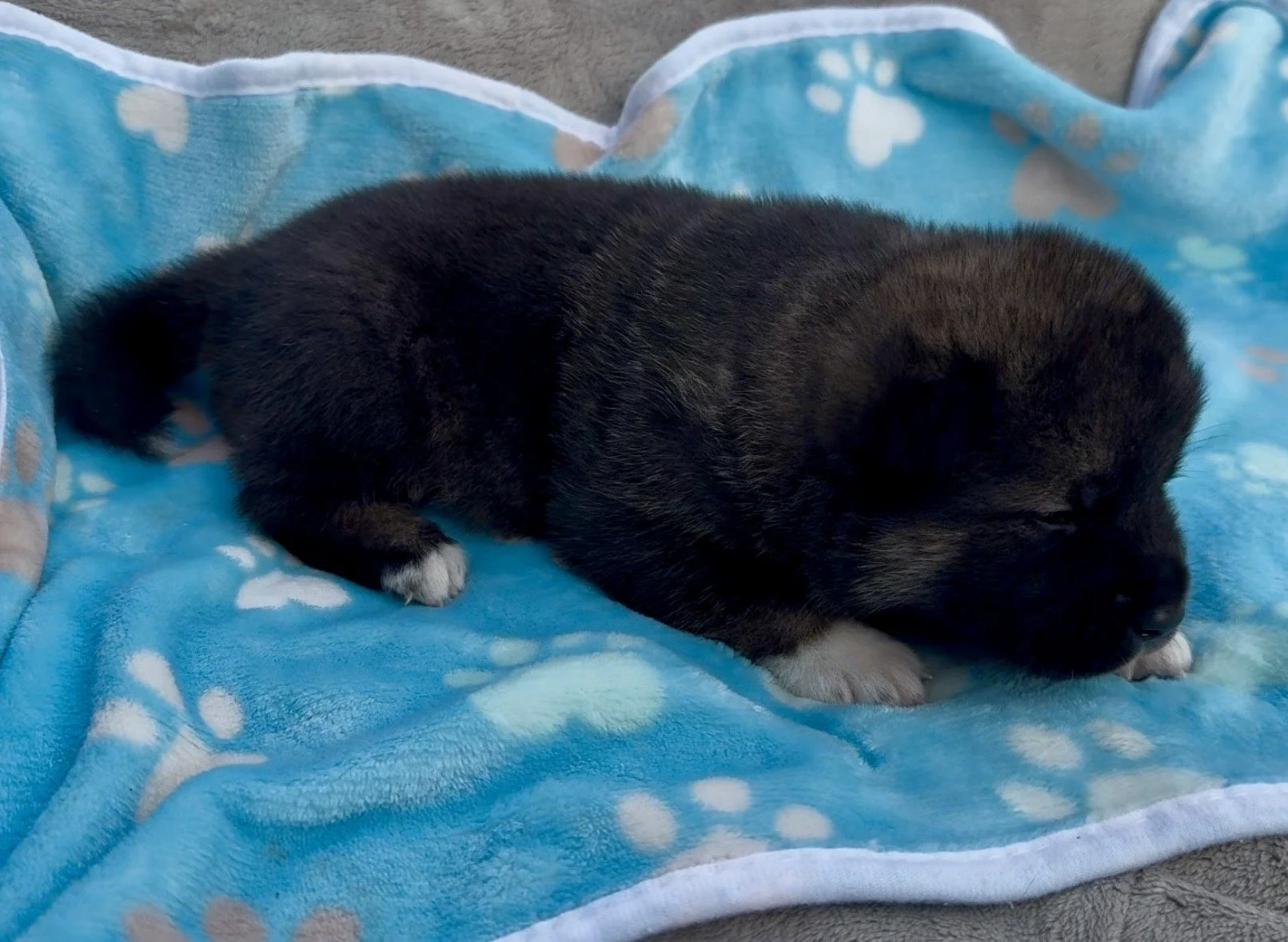 Boy 1 - 2 weeks old