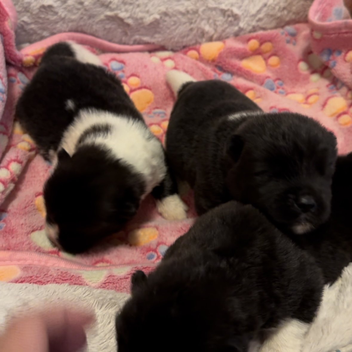 Girls 1 1/2 weeks old