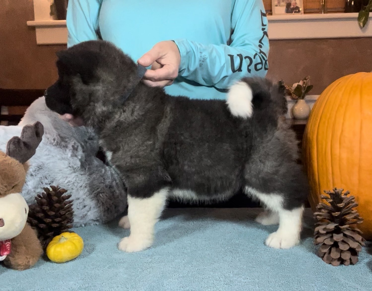 Boy 3 blue collar - Reserved. Aubrie