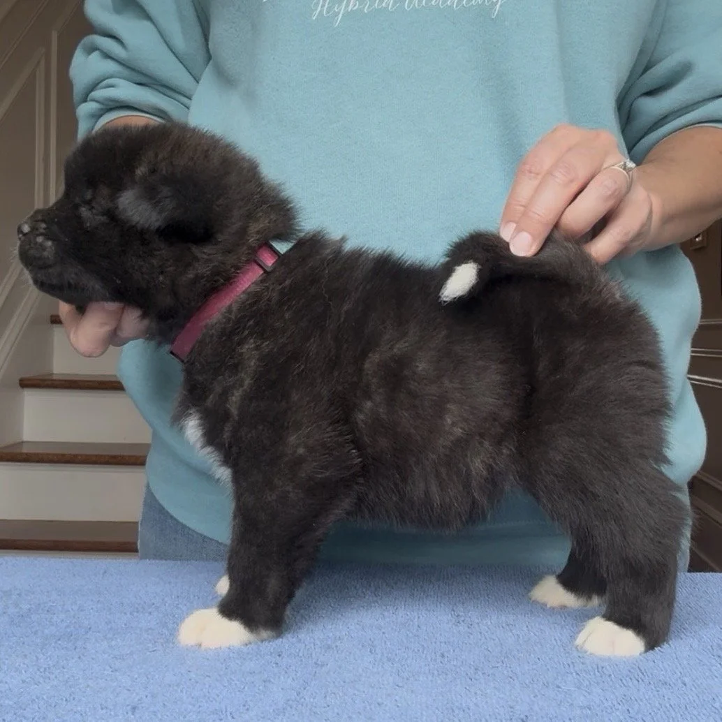 Girl 1 Dark pink collar - 4 weeks old. Reserved. Leslie
