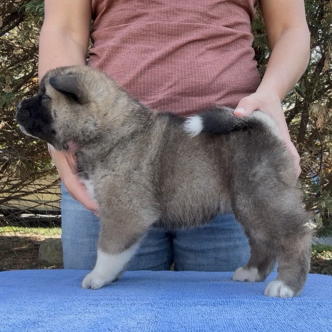 Girl 1 - 4 weeks old. Reserved. Wanda