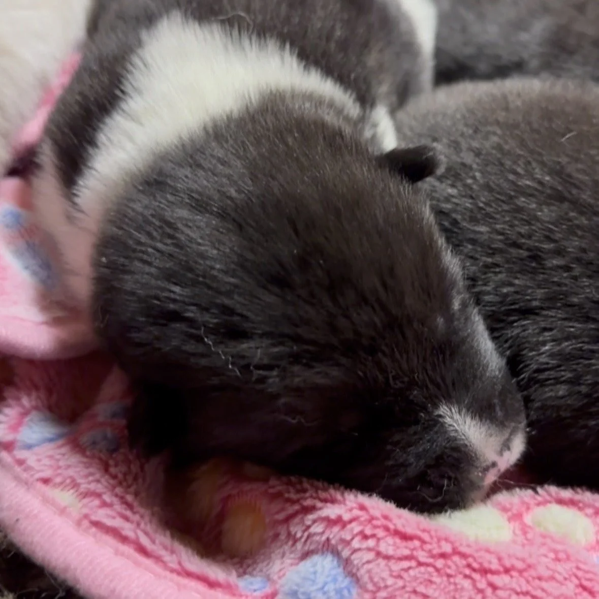 Girls 2 weeks old