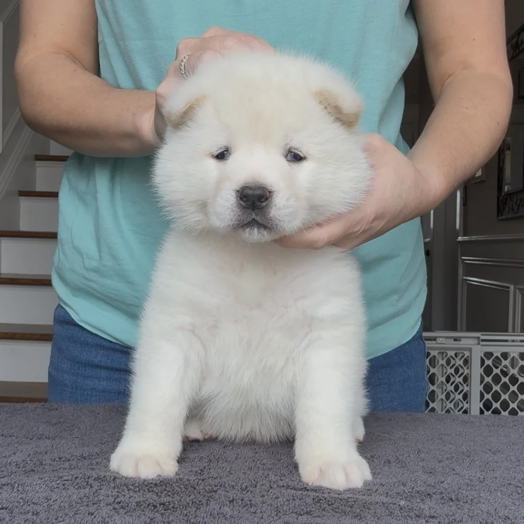Boy Green Collar - 4 weeks old. Reserved. Daniel