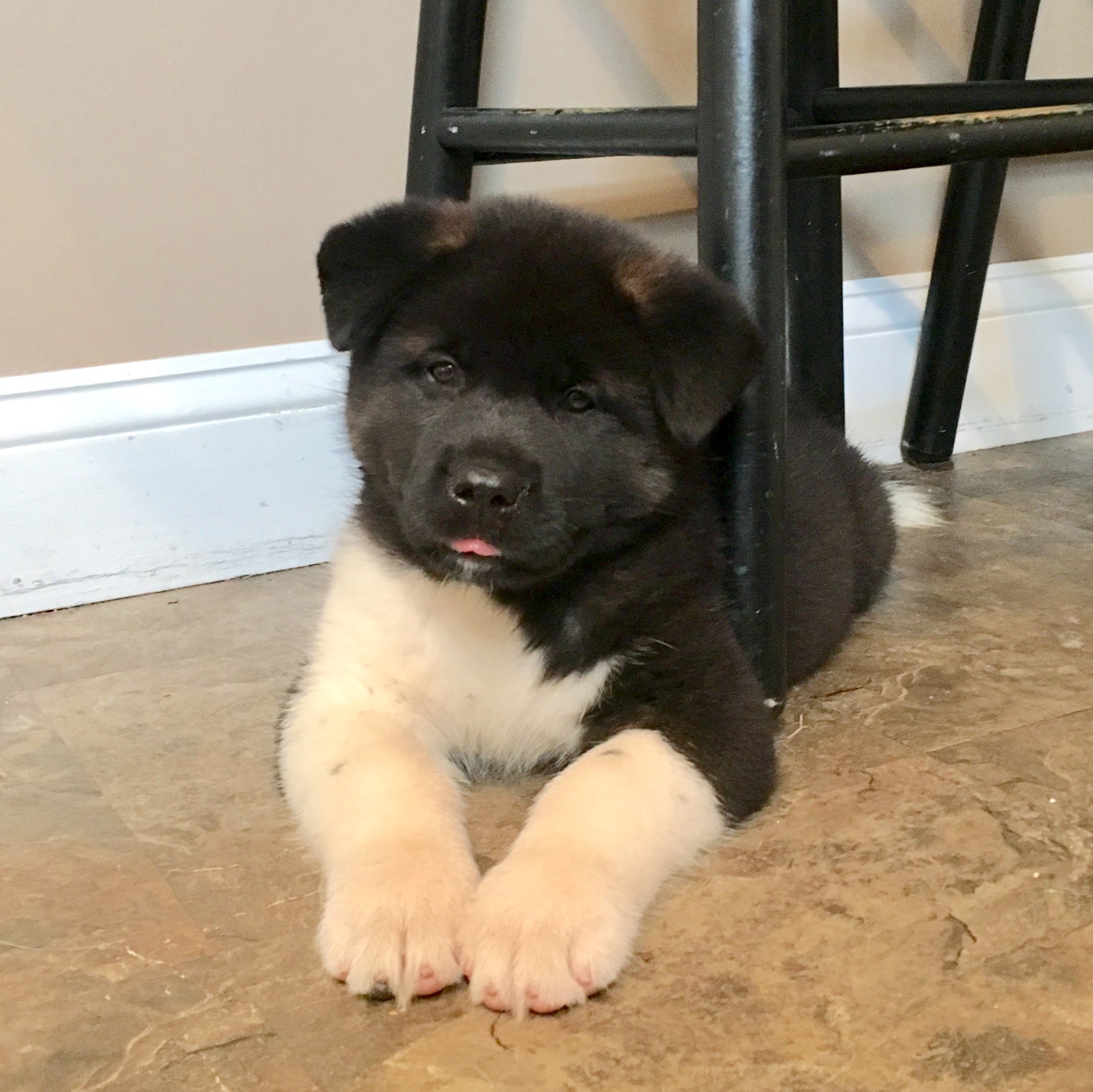 Dad - Bear as a pup