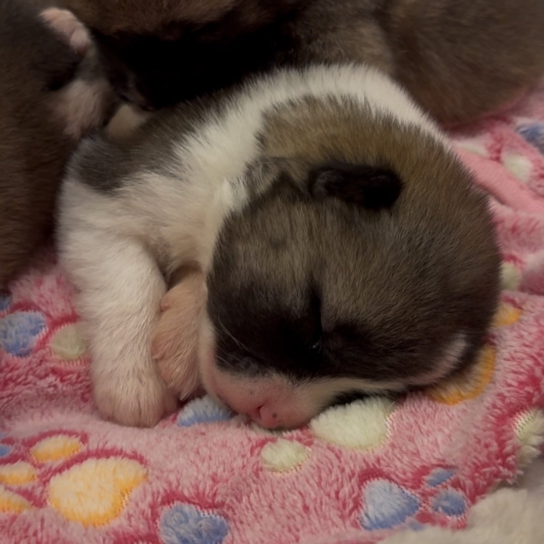 Girls 2 weeks old