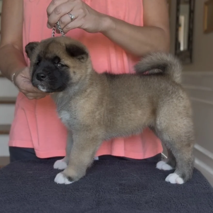 Boy - 5 weeks. Reserved. Peyton