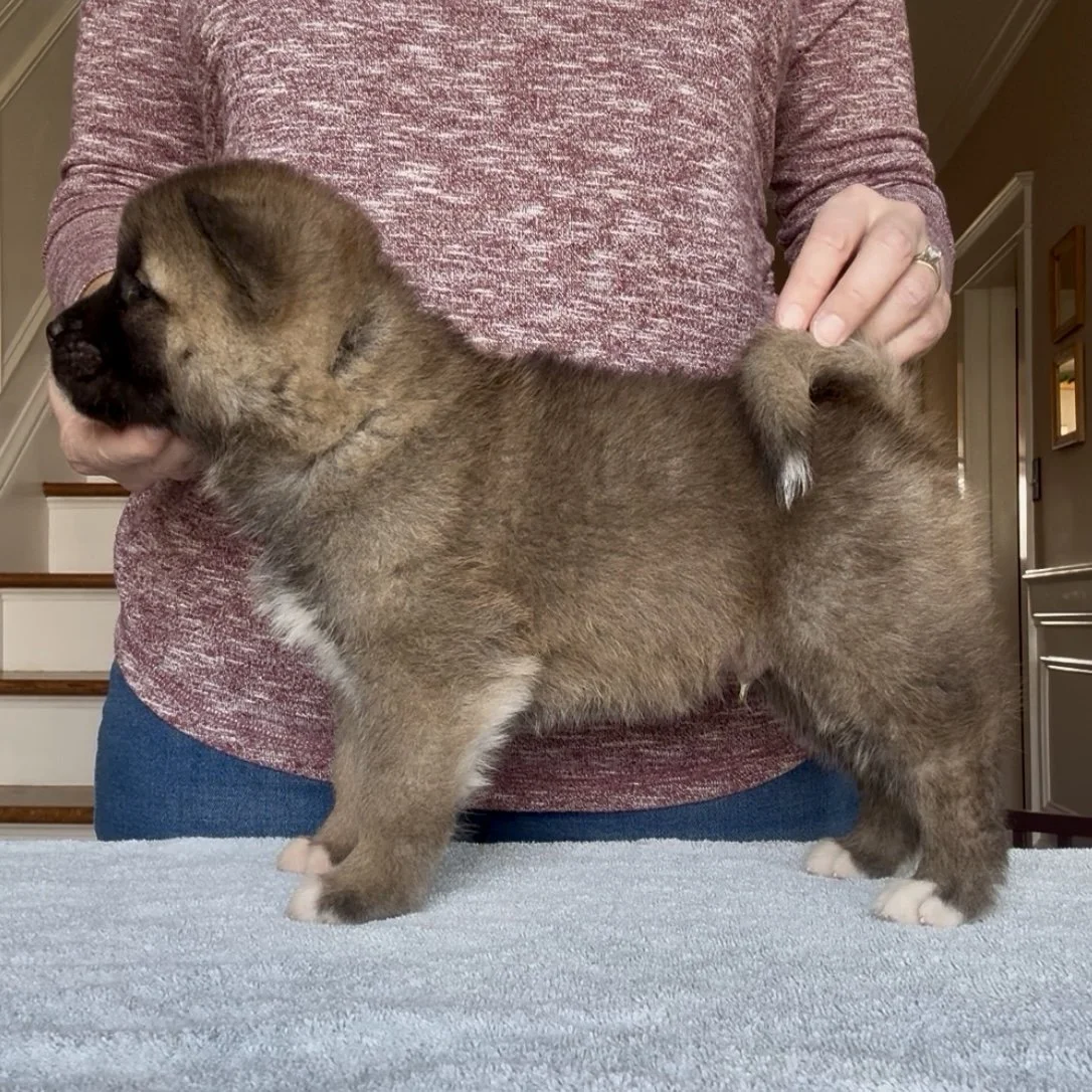 Boy 1 - 5 weeks old. Reserved. George