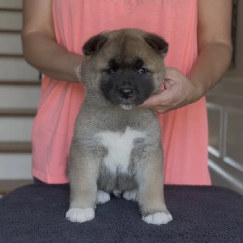 Boy - 5 weeks. Reserved. Peyton