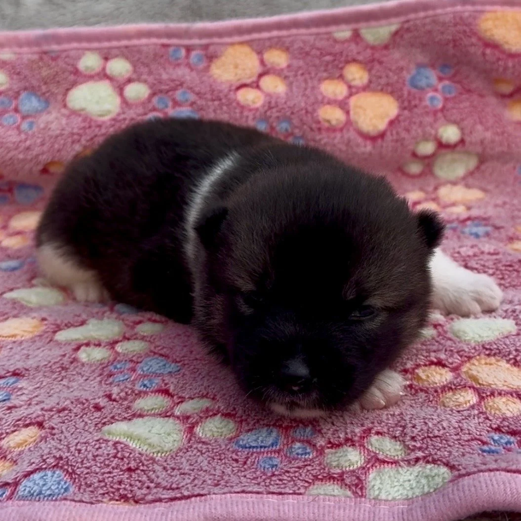Girl 3 - 2 weeks old
