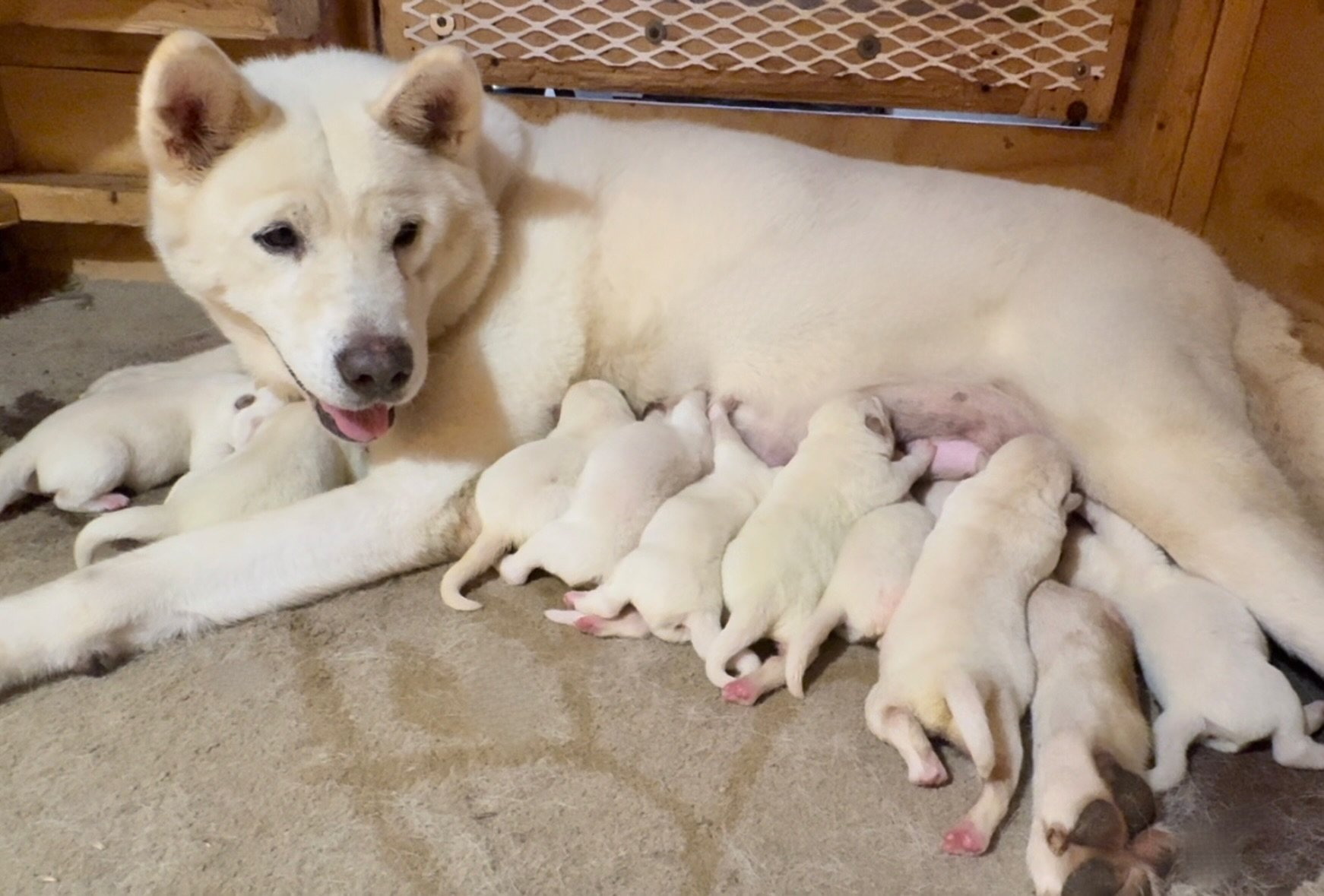 1 day old