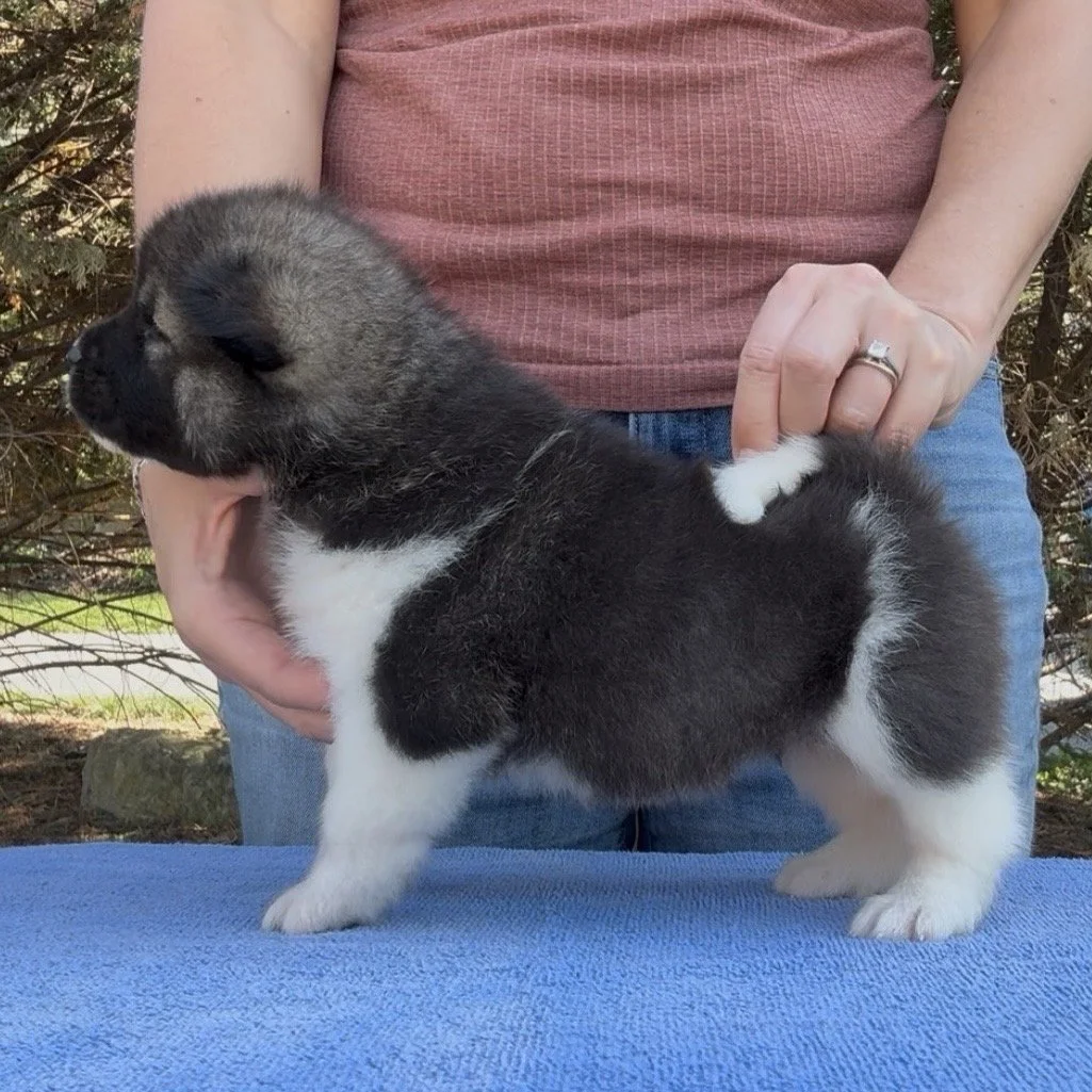 Girl Girl 3 - 4 weeks old2 - 4 weeks old