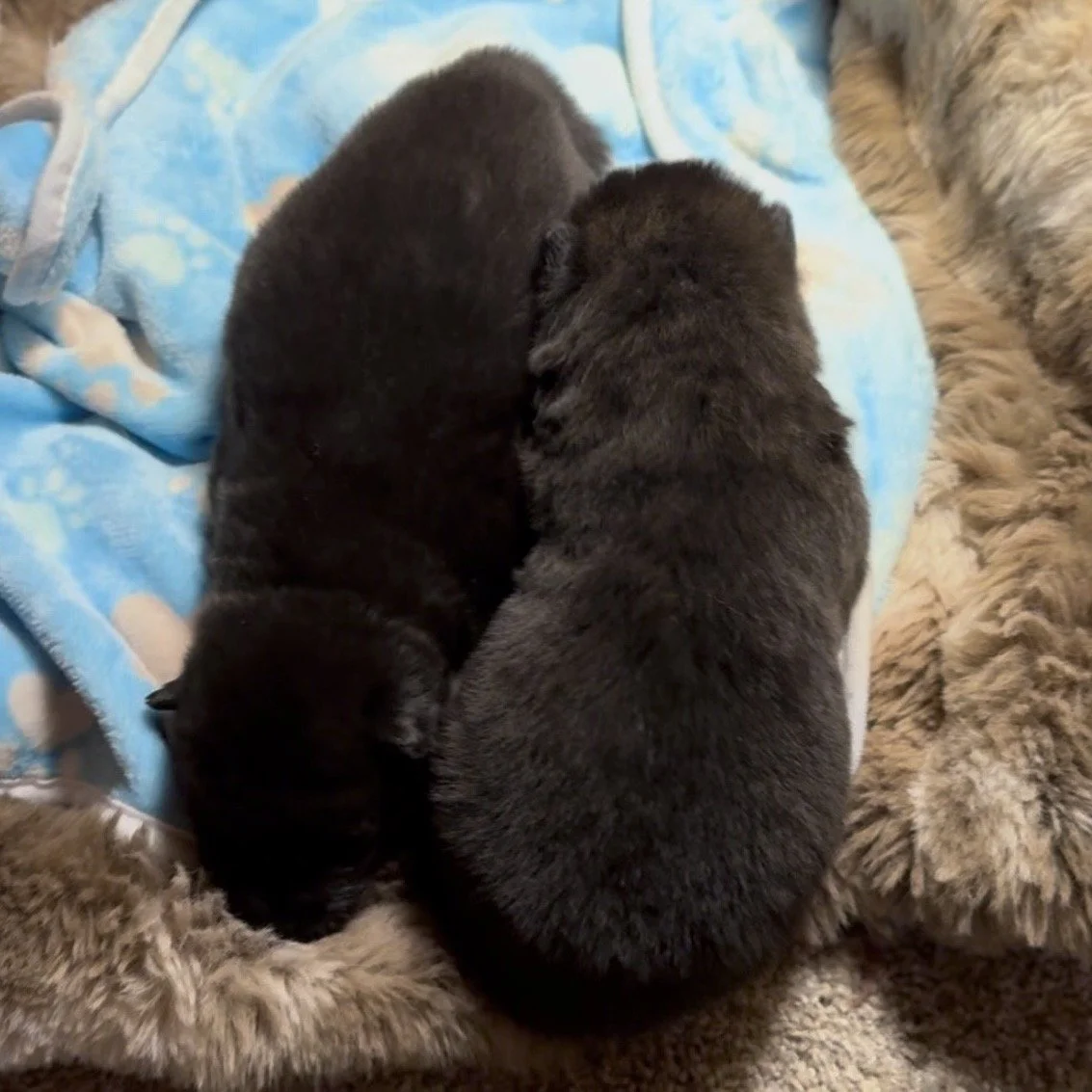 Boys 2 weeks old