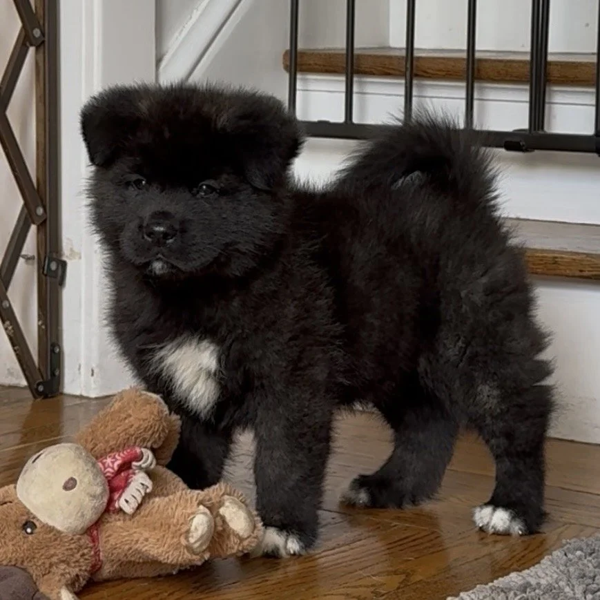 Boy 1 Brick red collar - 7 weeks old. Reserved. Cassandra