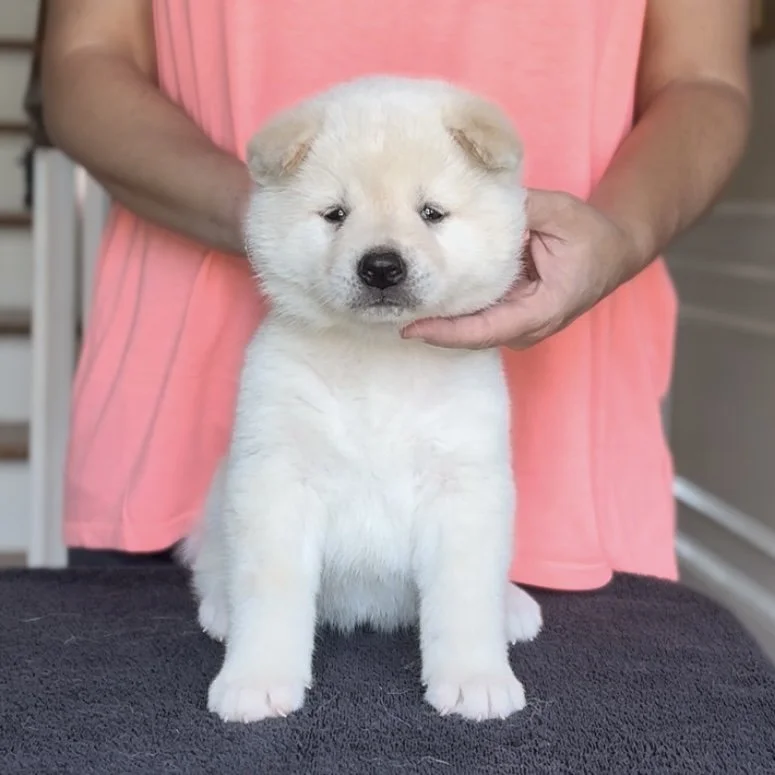 Girl 2 Red - 5 weeks. Reserved. Beth