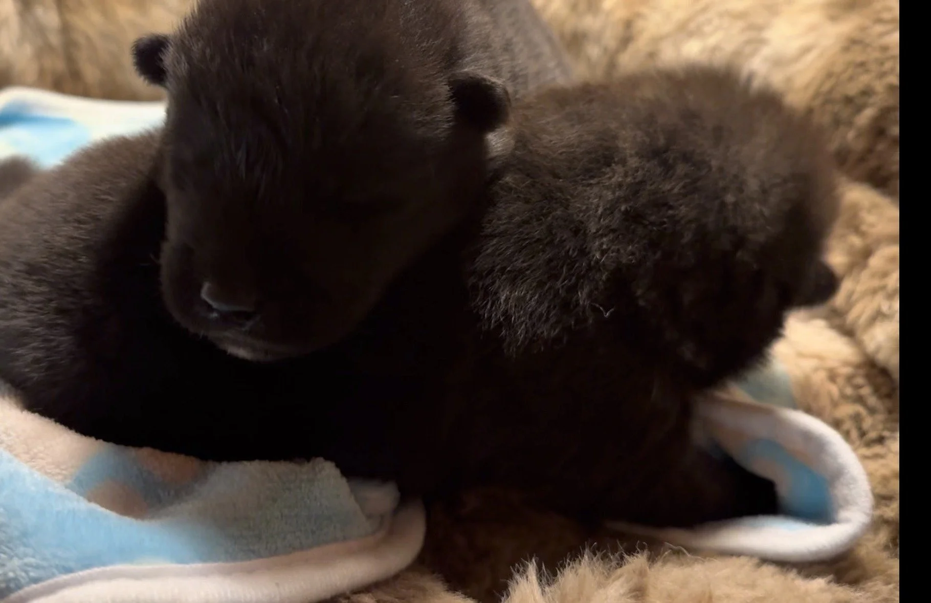 Boys 2 weeks old