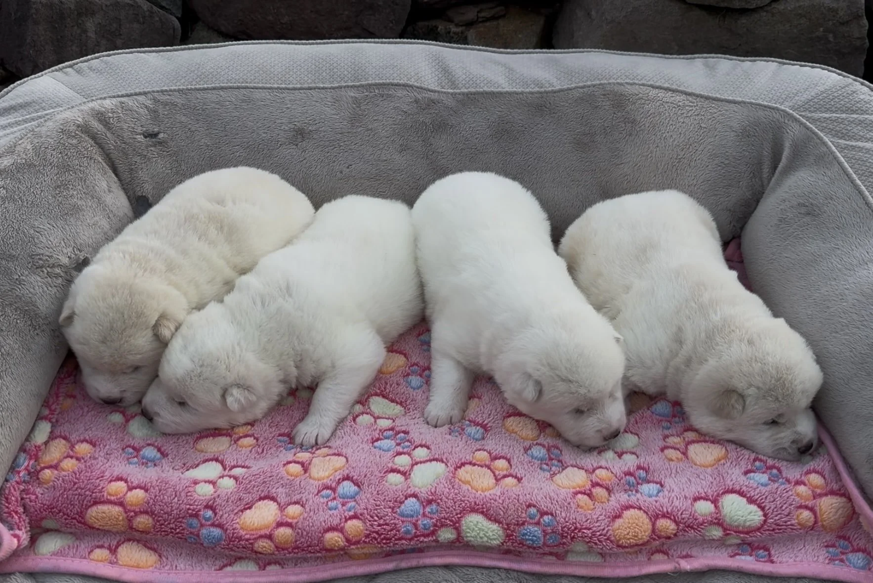 Girls - 2 weeks old