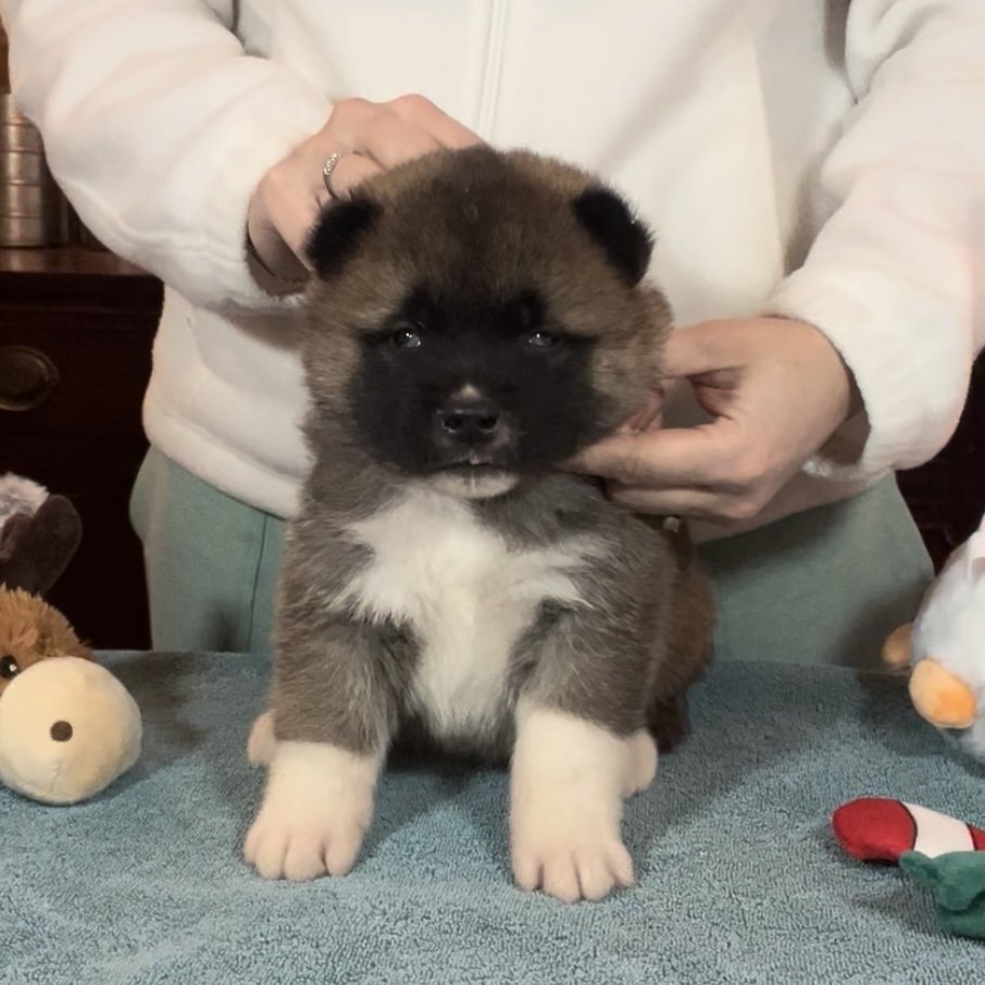 Boy 3 black collar - Reserved. Kenny