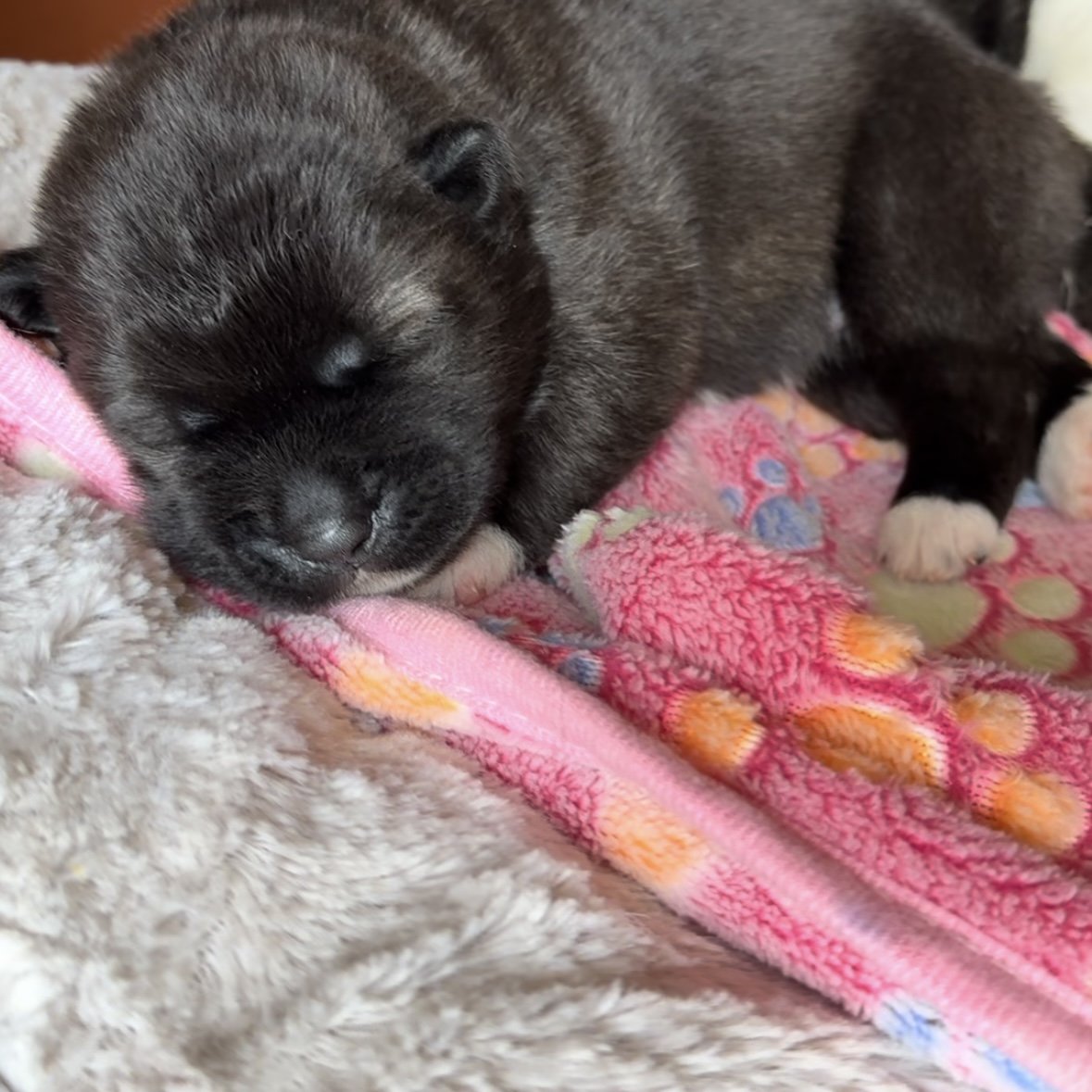 Girls - 1 week old