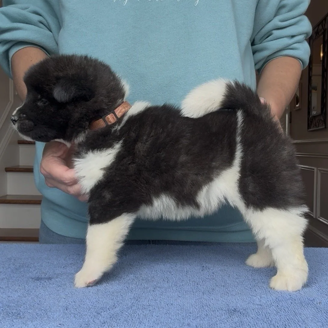 Girl 6 Light pink collar - 4 weeks old