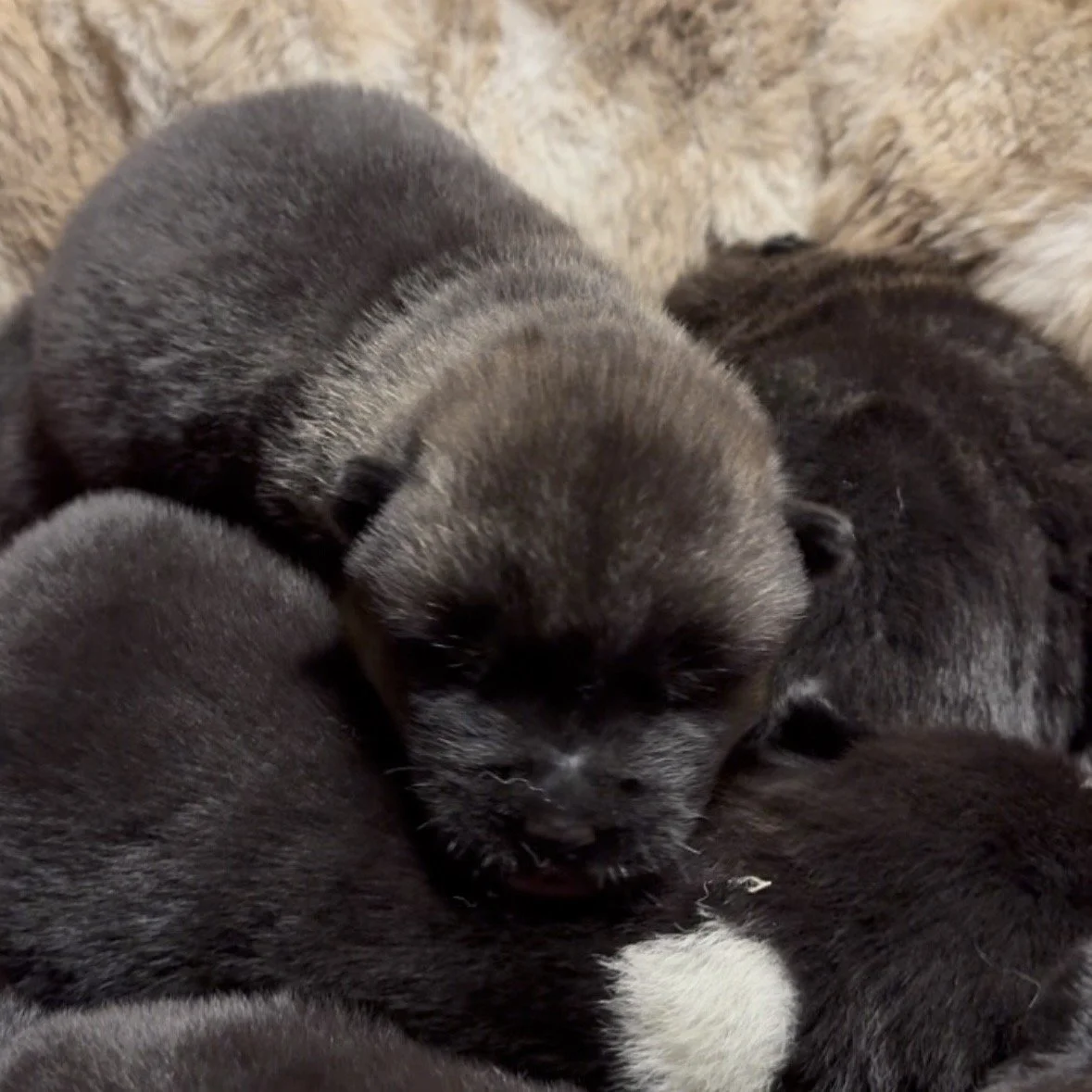 Girls 2 weeks old