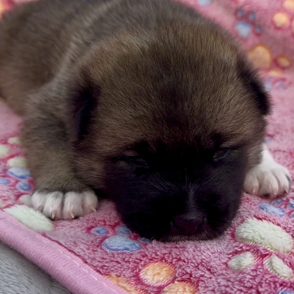 Girl 1 - 2 weeks old