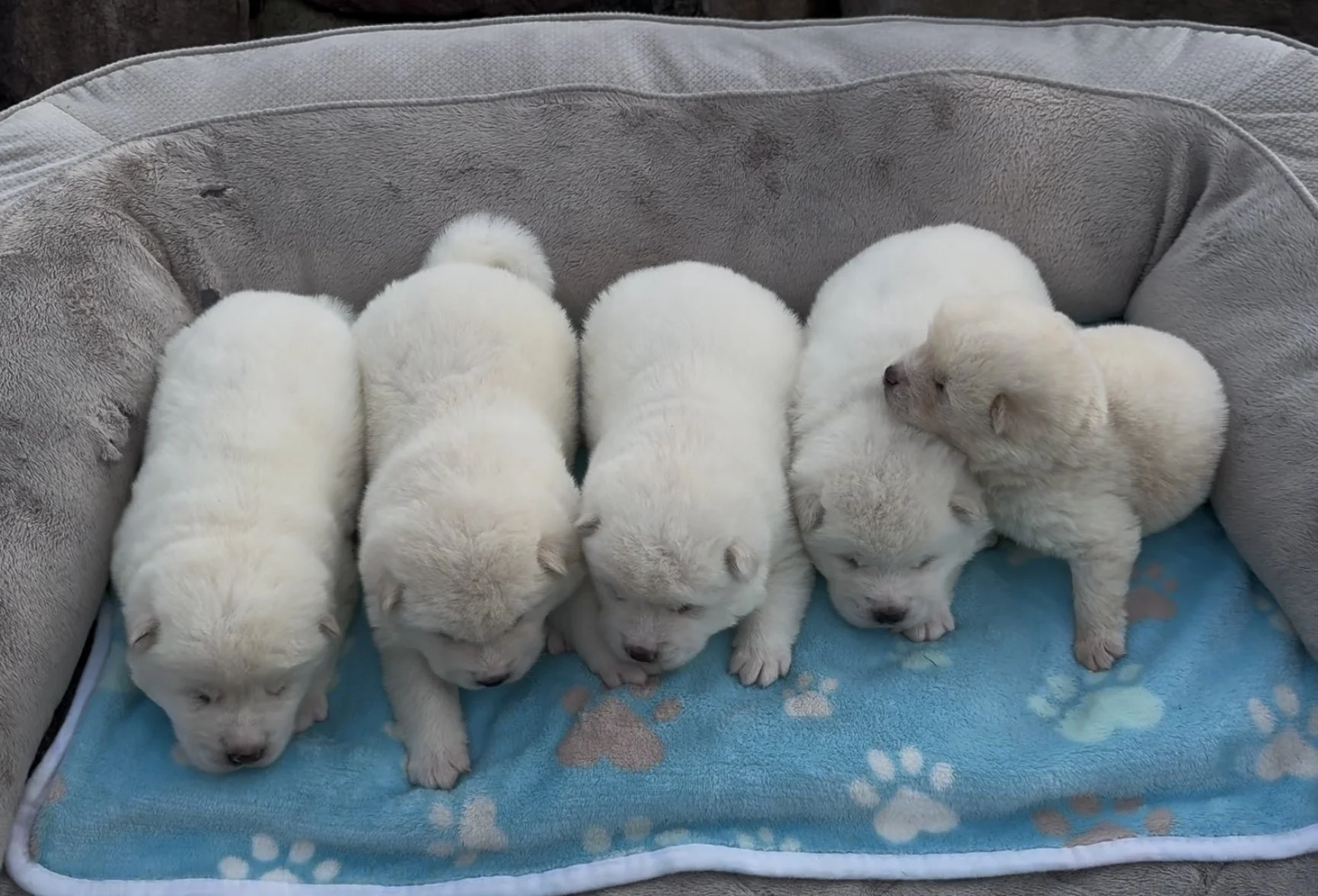 Boys - 2 weeks old