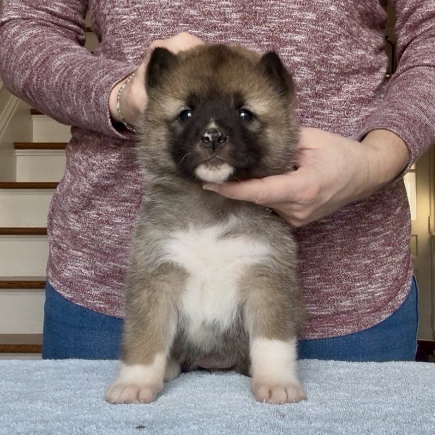 Girl 2 - 5 weeks old