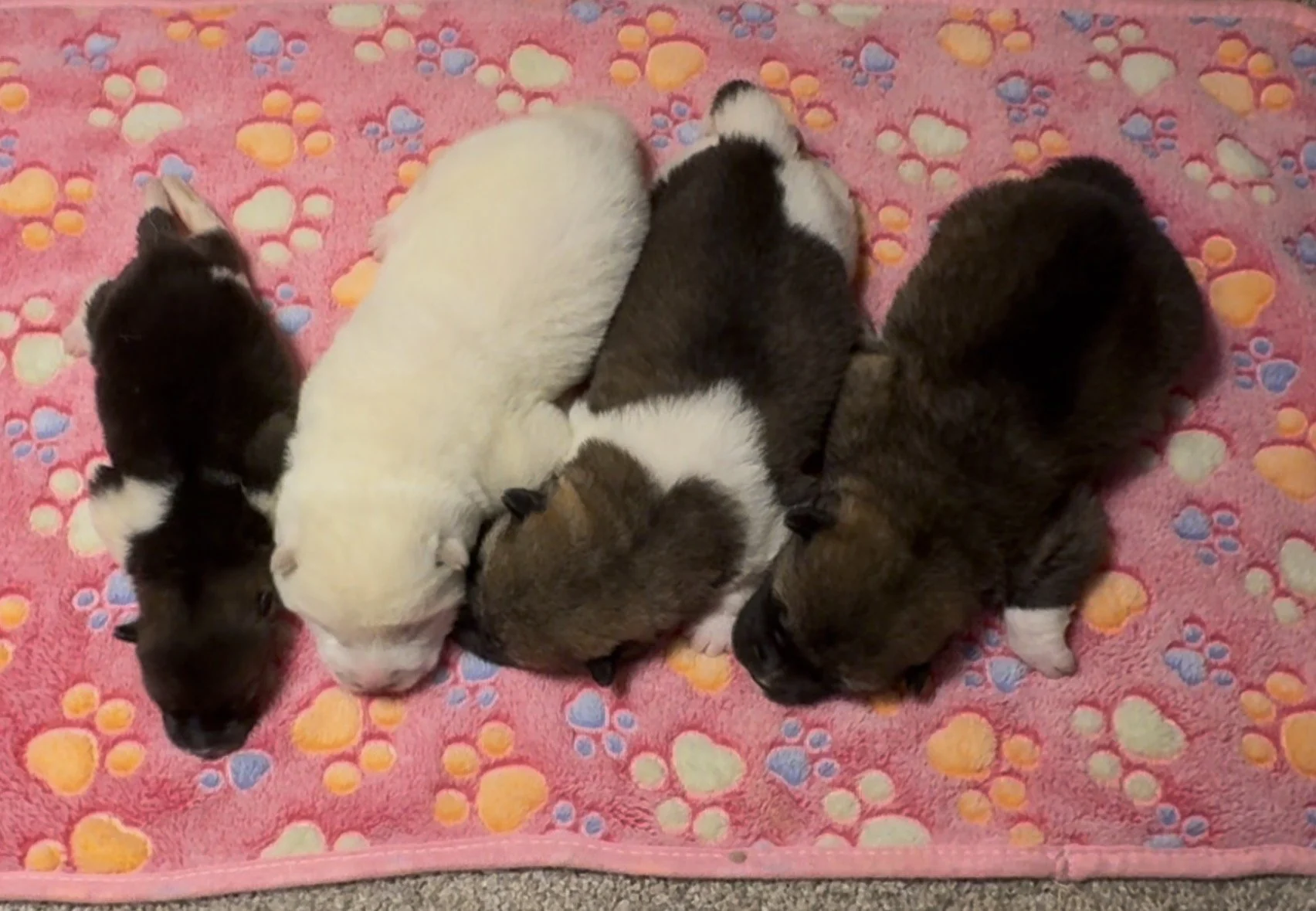 Girls - 1 week old