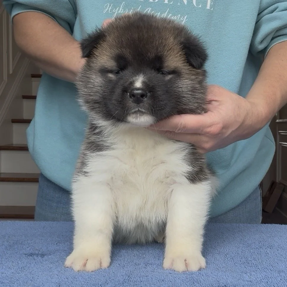 Girl 5 Cream collar - 4 weeks old. Reserved. Stephanie