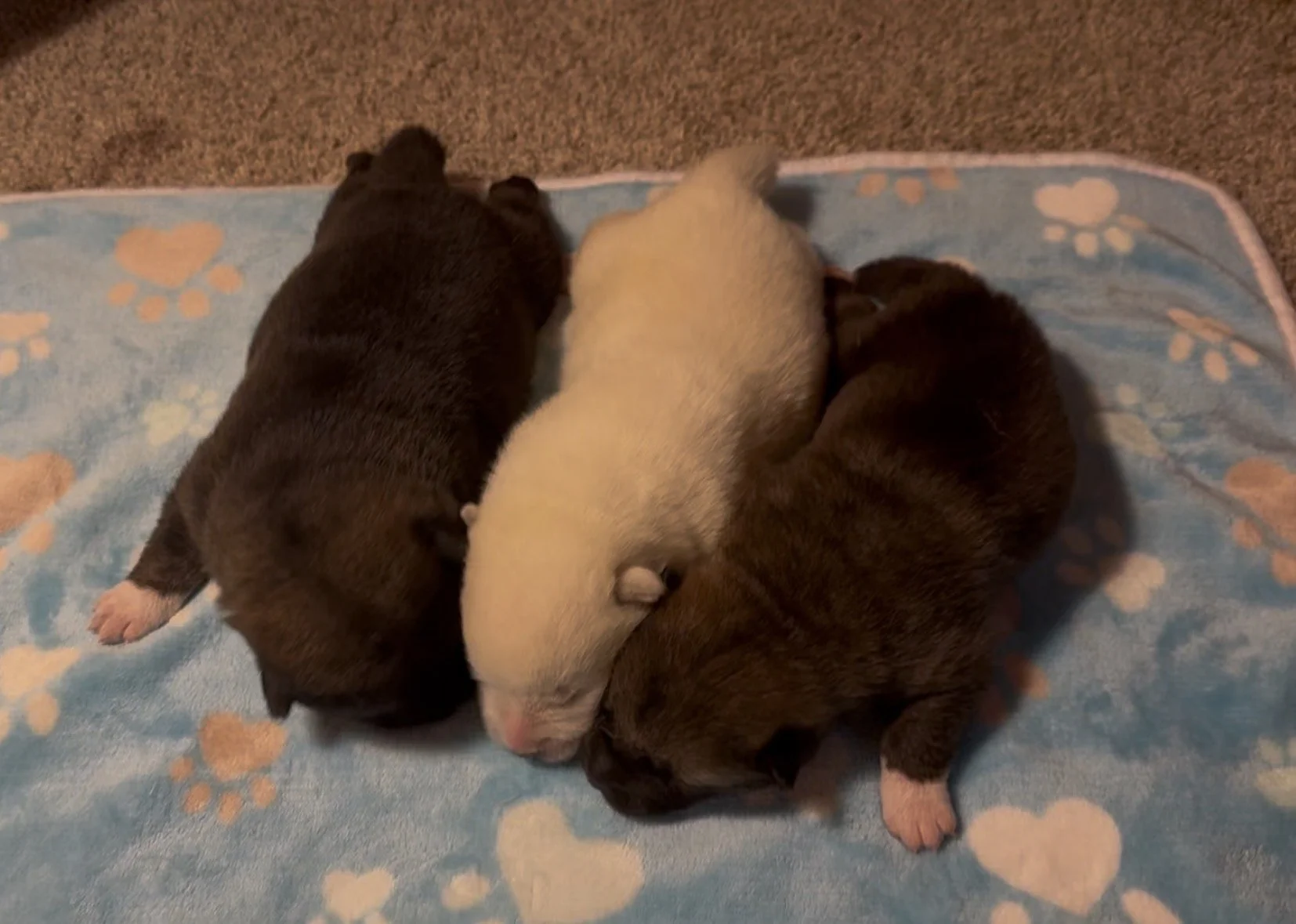 Boys - 1 week old