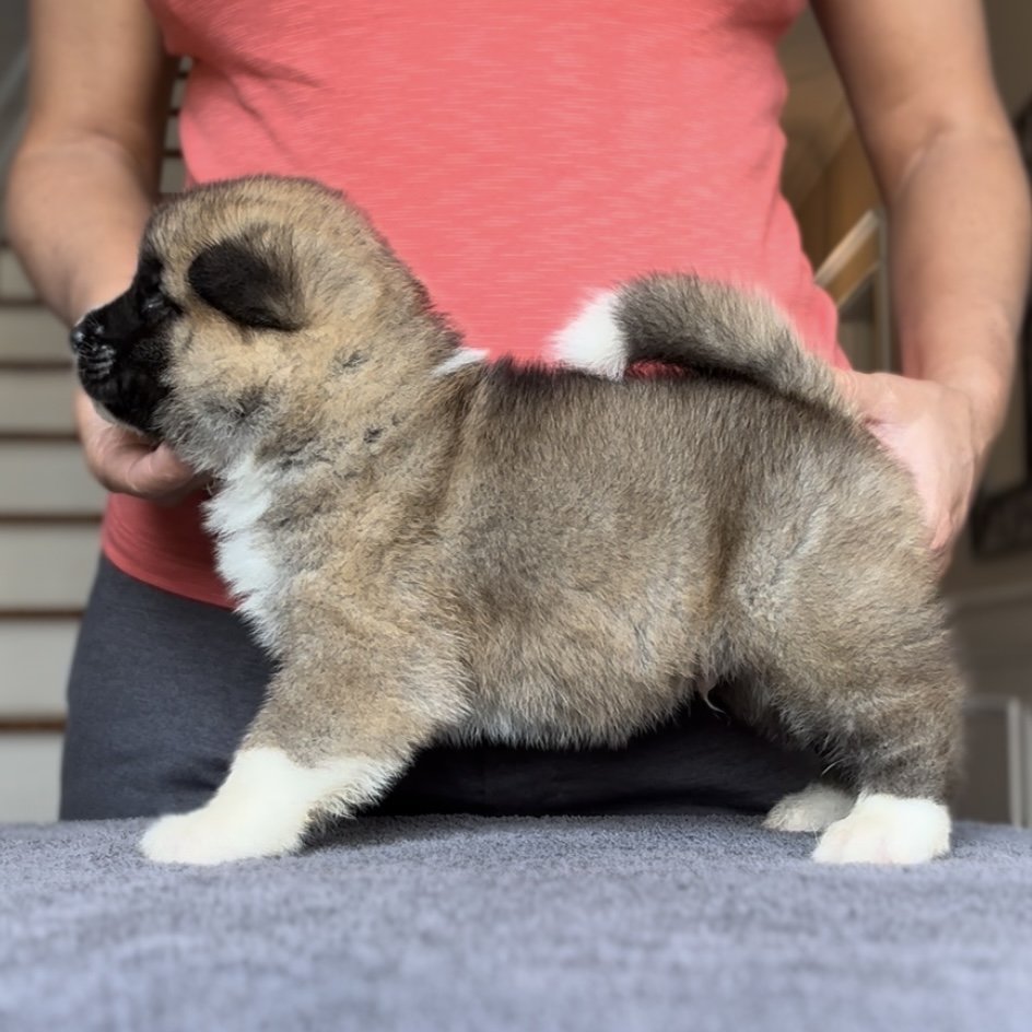 Boy 2 - 4 weeks old. Reserved Khanh