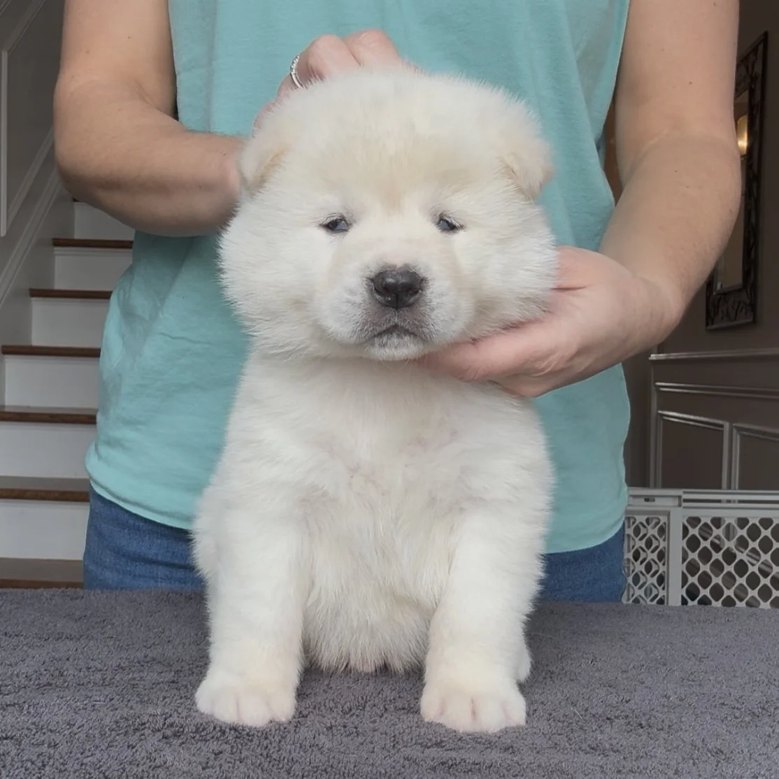 Boy Blue Collar - 4 weeks old. Reserved-Denis
