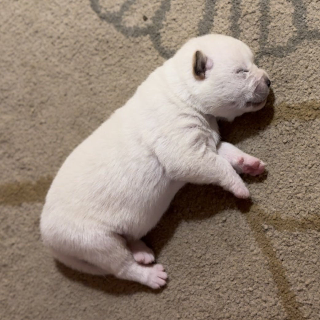 1 week old