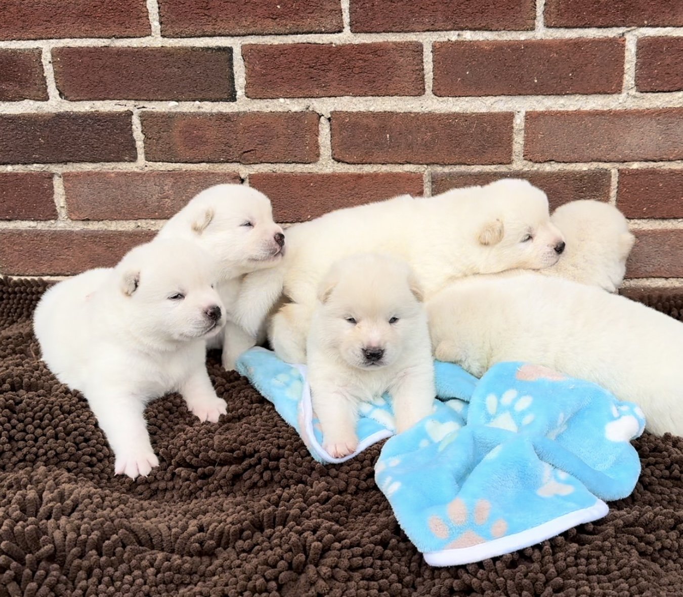 Boys - 2 1/2 weeks old