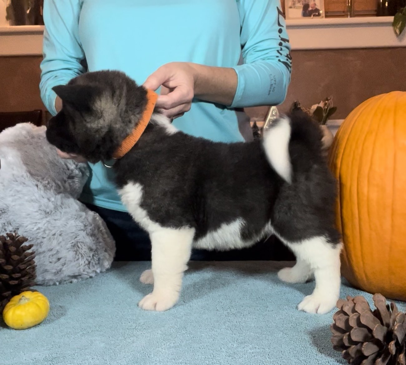 Boy 6 orange collar - Reserved. Ryan A.
